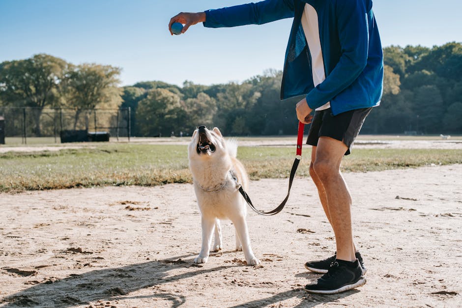 Advanced Training for Dogs: Techniques for Success