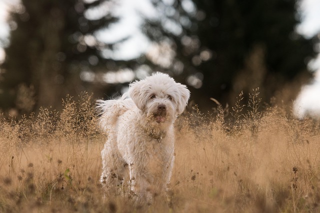 Common Pet Behavior Issues and How to Correct Them