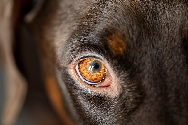 Comparing the Best Pet Food Brands for Cats and Dogs