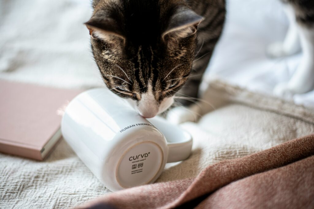 Creating a Safe and Pet-Friendly Home Environment
