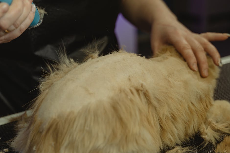Essential Grooming Tools Every Pet Owner Should Have