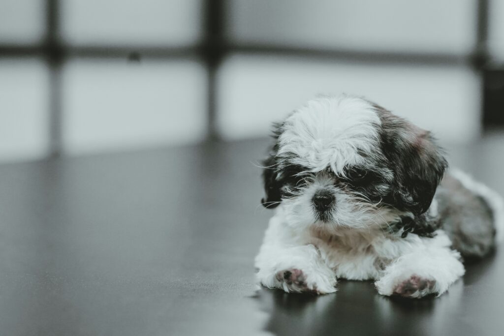 Heartwarming Pet Adoption Stories That Will Inspire You