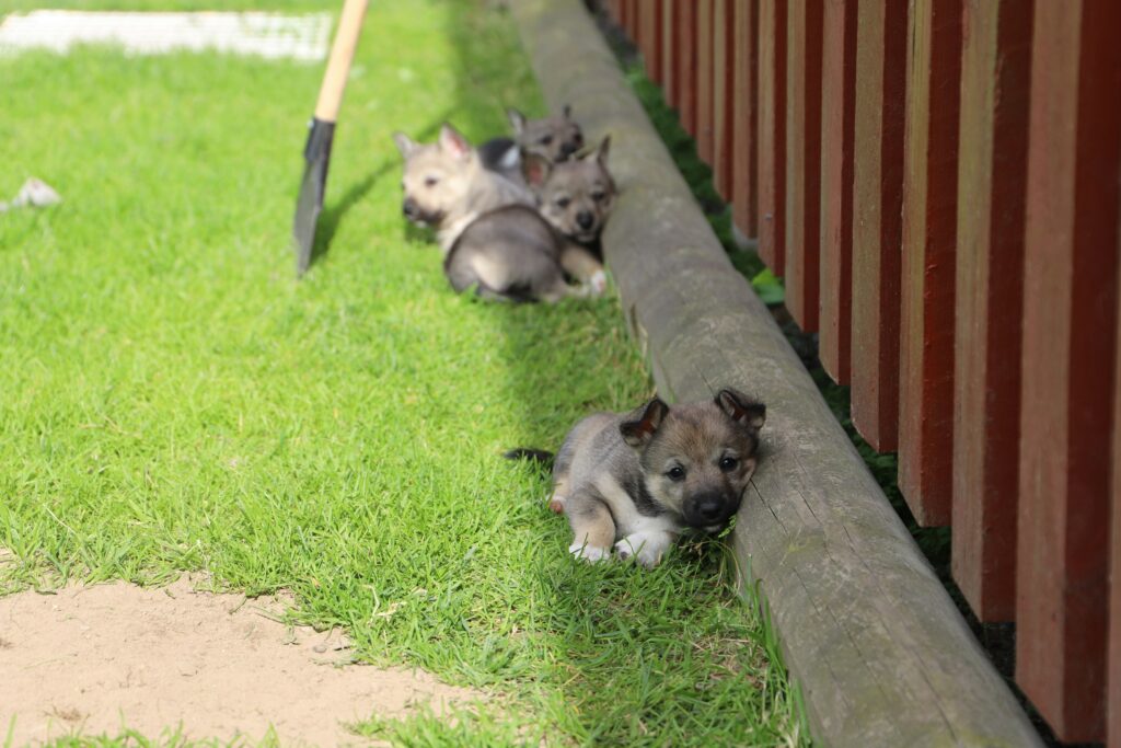 How to House Train Your Puppy: Tips and Tricks