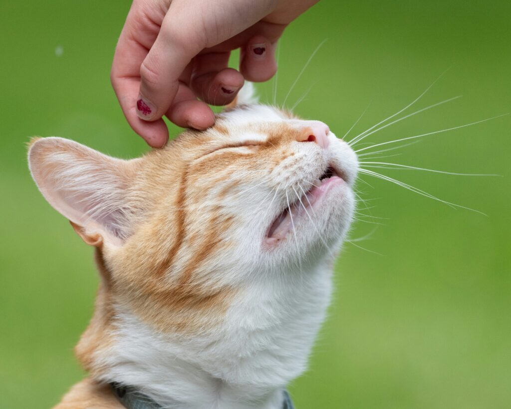 Managing Pet Allergies: Tips for Both Pets and Owners