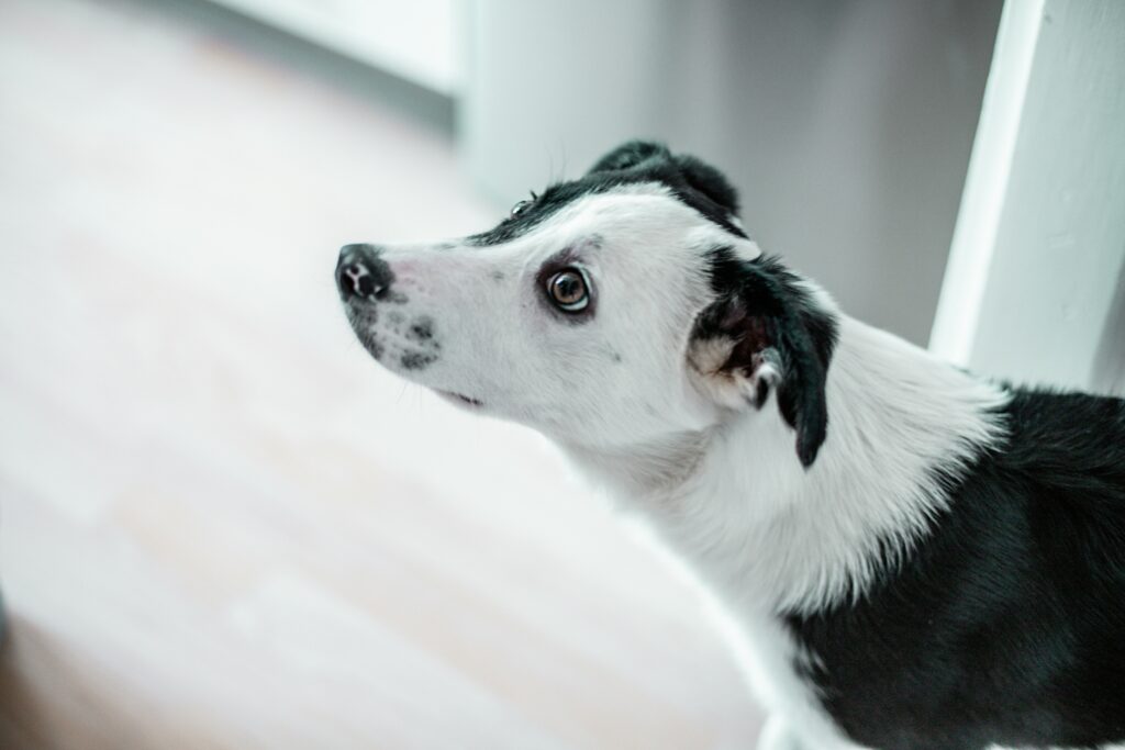 Monthly Recap: The Biggest Updates in Pet Health