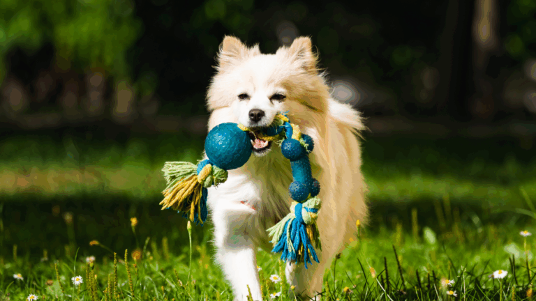 pet dog