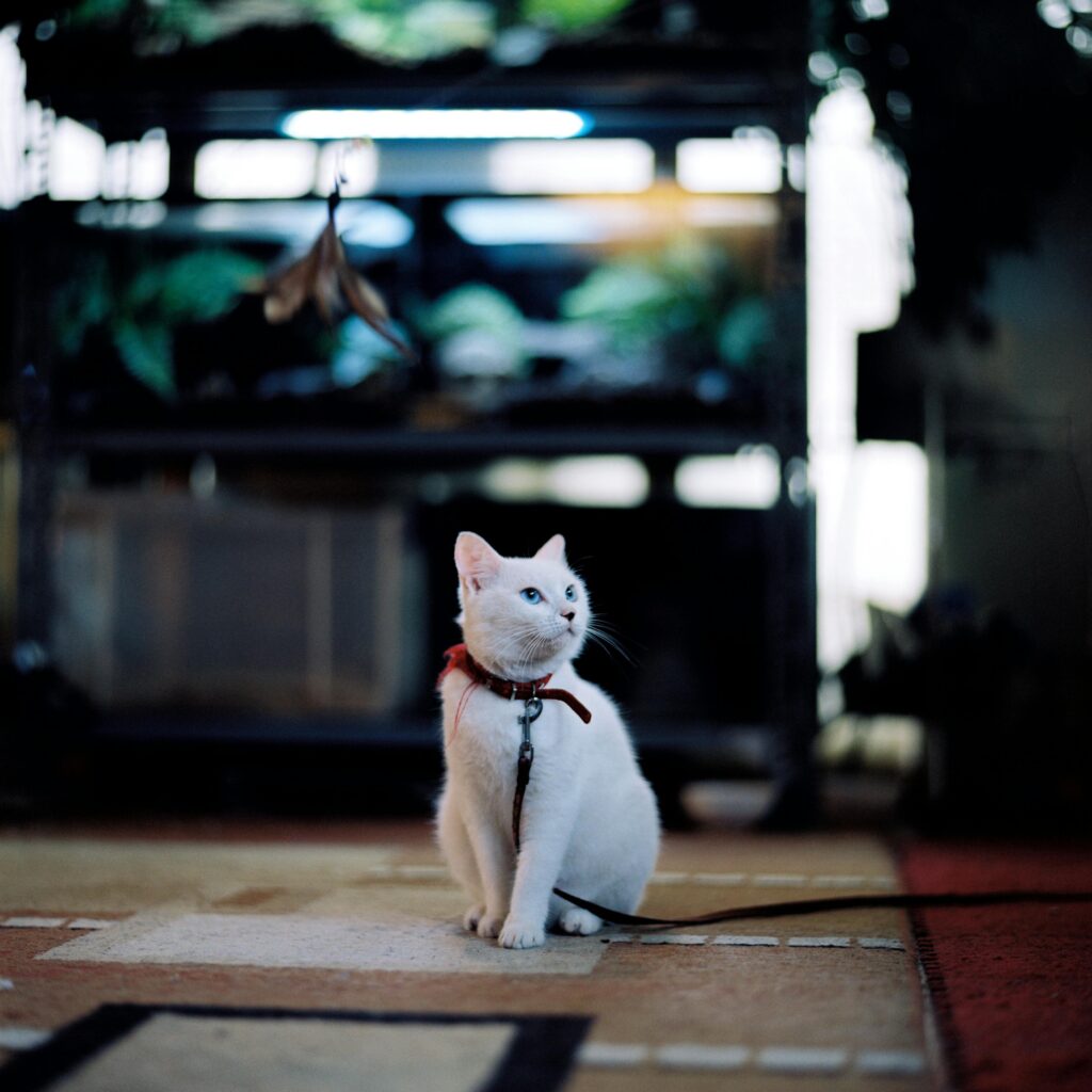 Adorable white cat with a collar sitting indoors in a vibrant Hanoi setting.