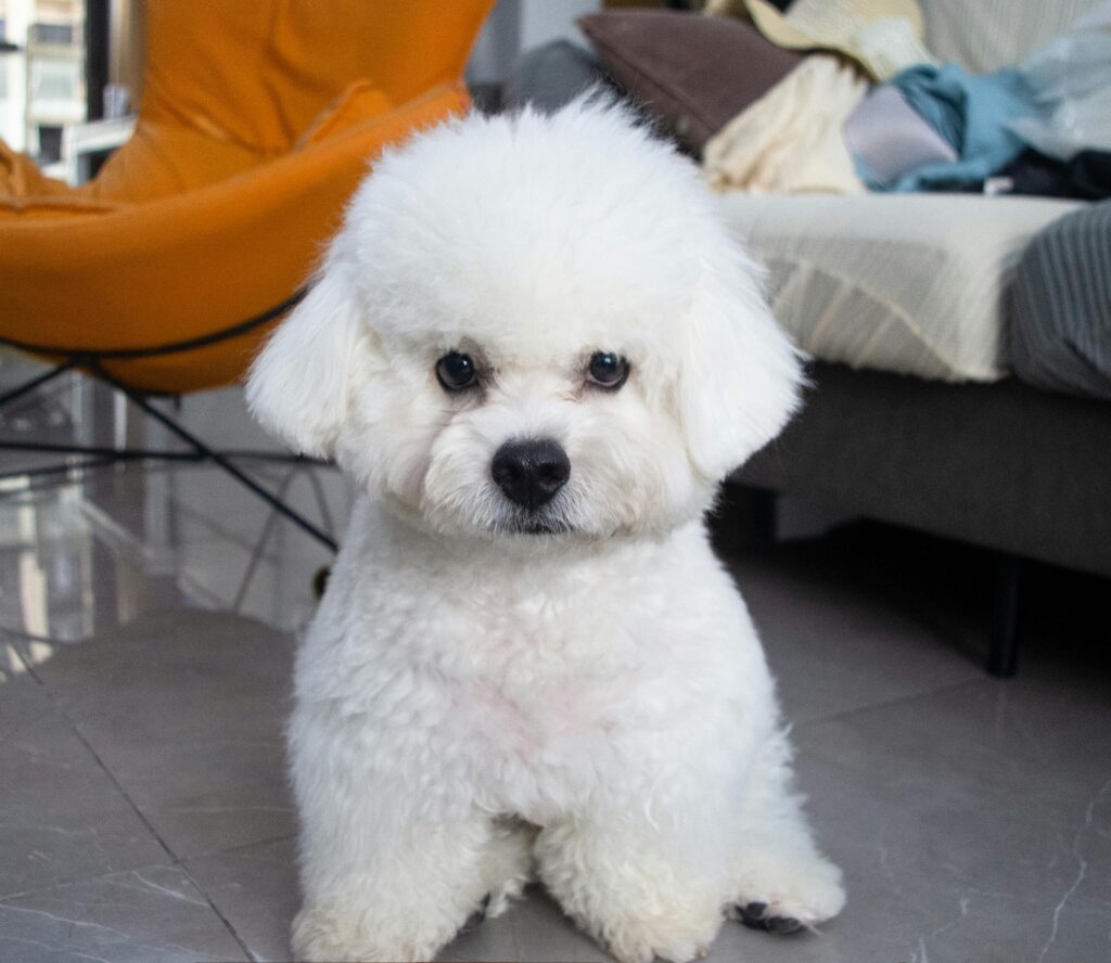 Fluffy white Bichon Frise puppy sitting on a shiny floor indoors with furniture in the background.