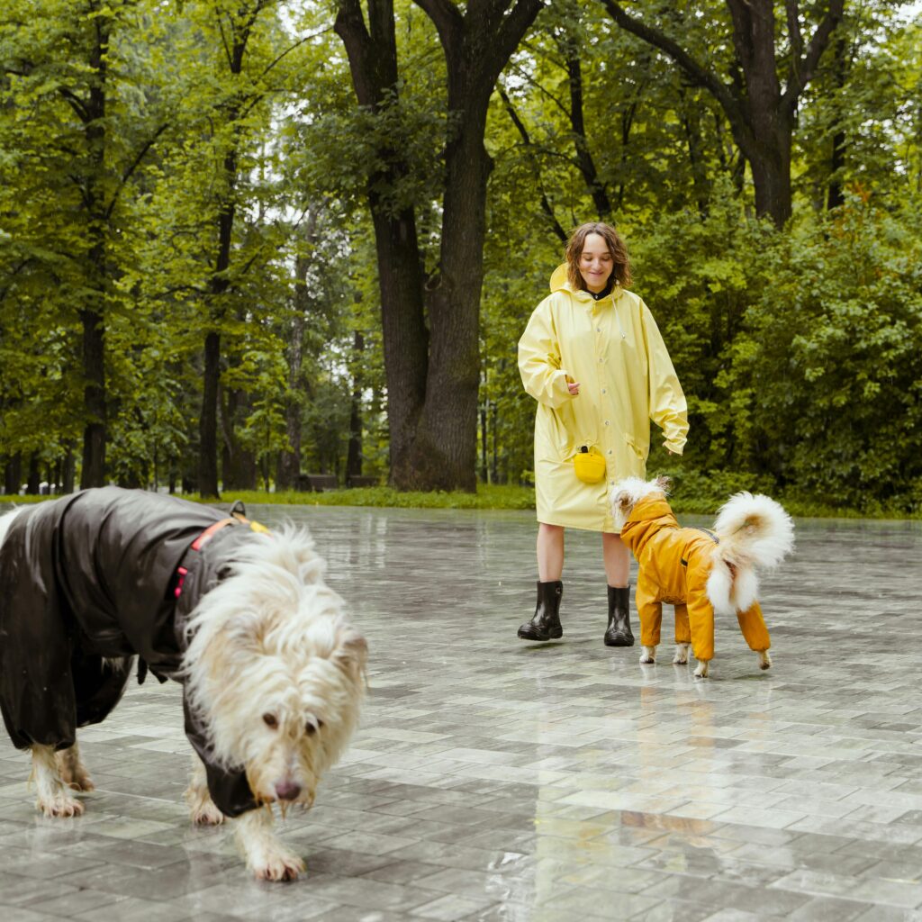 A woman in a yellow raincoat stands with dogs wearing raincoats in a sunny park.