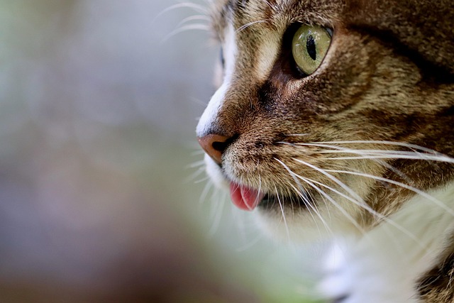 Positive Reinforcement Methods for Cat Training