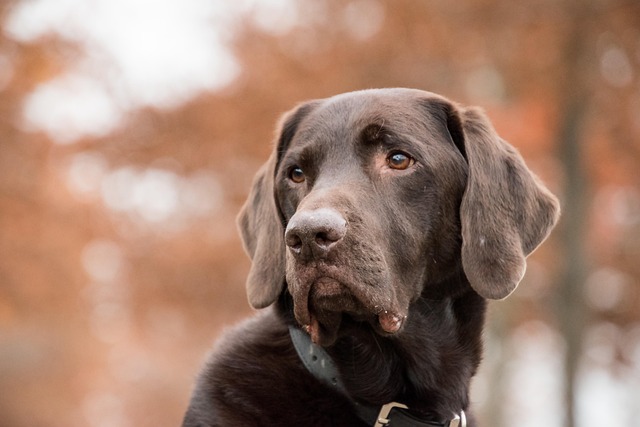Smart Pet Collars: Features and Benefits