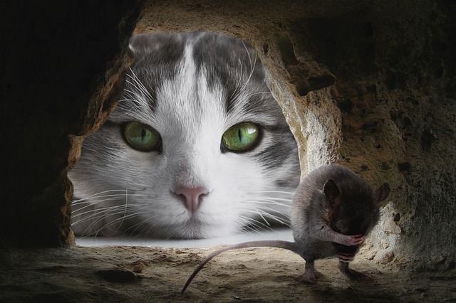 Success Stories: Pets Thriving in Their New Homes
