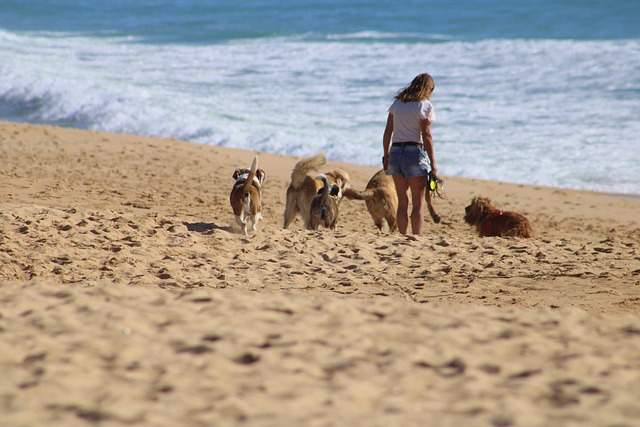 The Impact of Pet Adoption on Animal Shelters