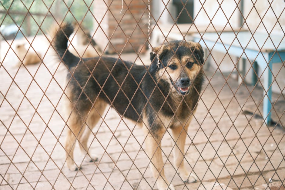 The Journey of Rescued Animals: Before and After
