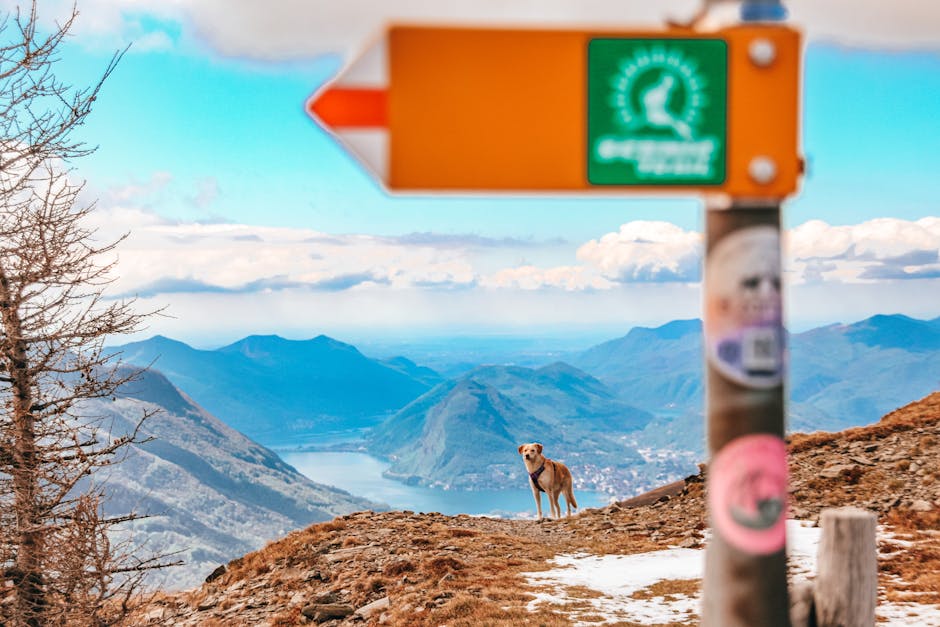 The Ultimate Pet Travel Guide: Safe and Fun Trips