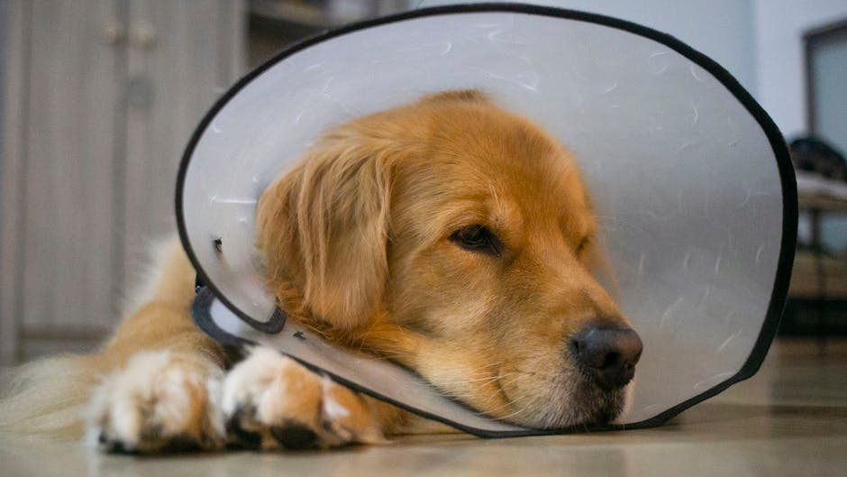 Weekly Pet Care News: Tips and Highlights