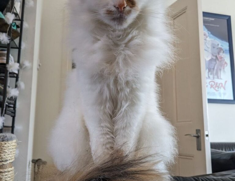 indoor pets lwmfpets