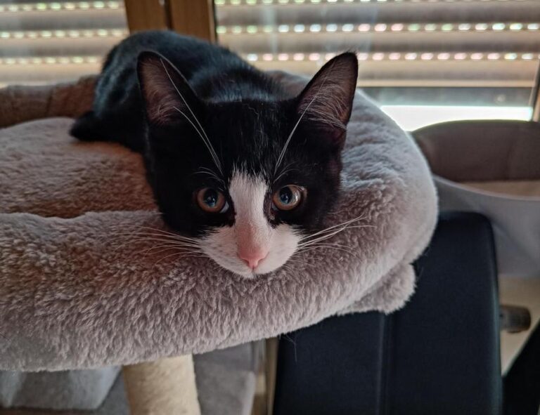 llblogpet advice for dogs by lovelolablog