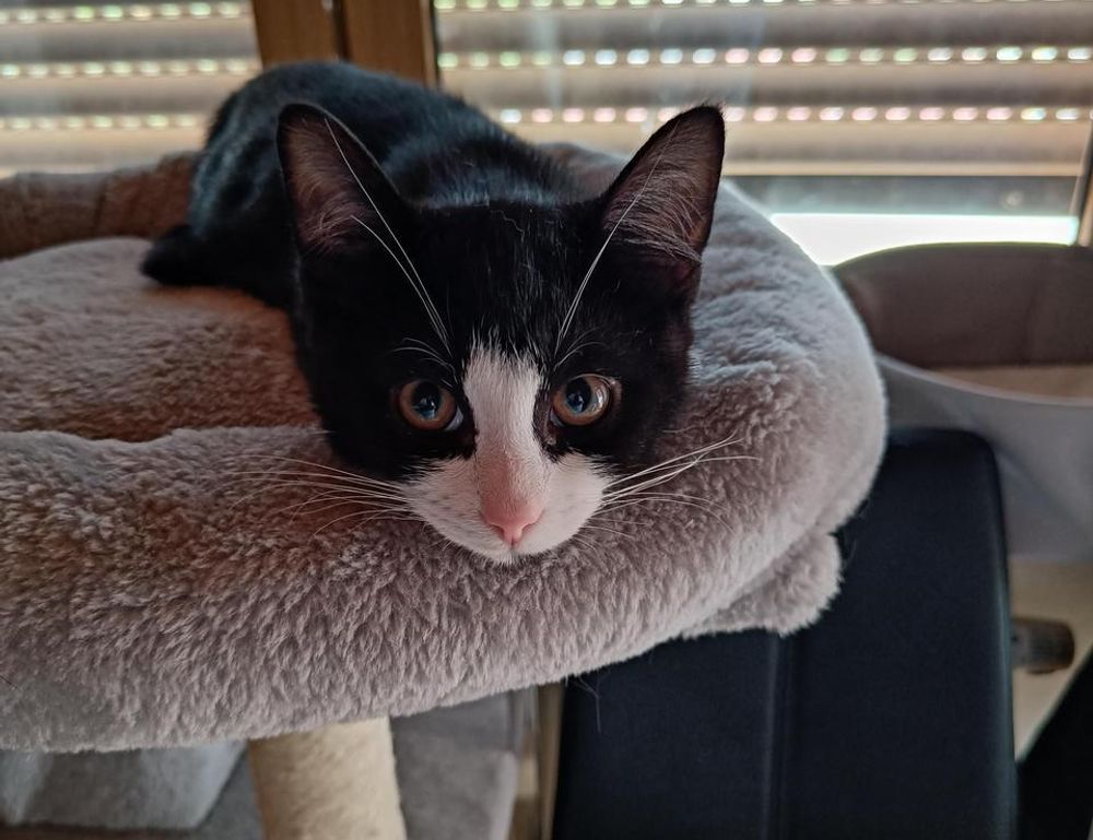 llblogpet advice for dogs by lovelolablog