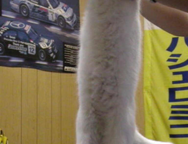 lwmfpets indoor pets