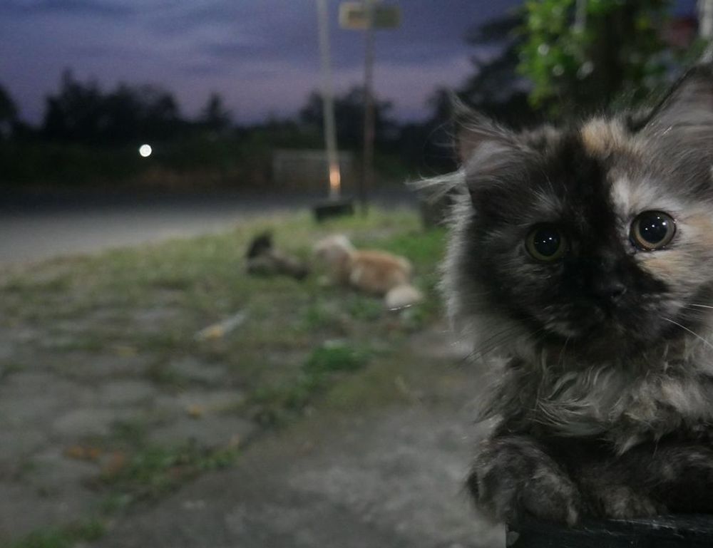 outdoor pets lwmfpets