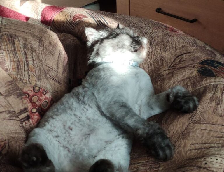 pet advice llblogpet