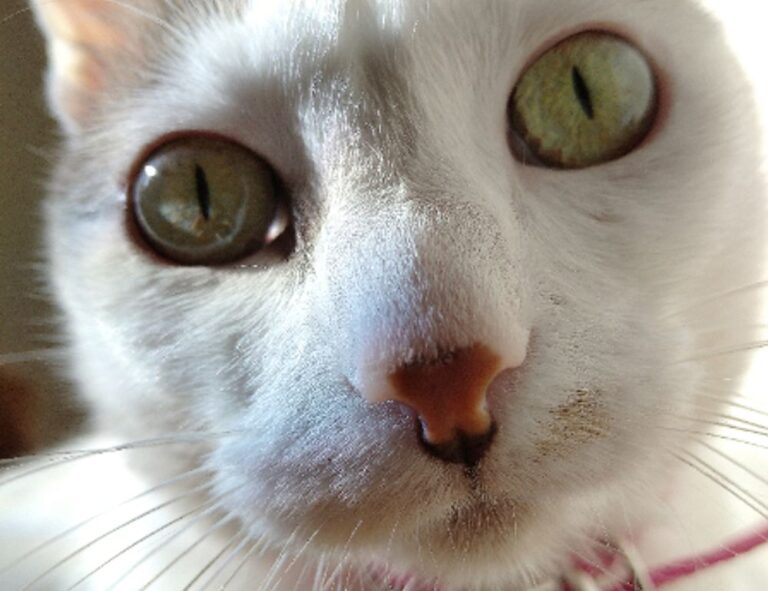 why zc jovapong hotel is cheap