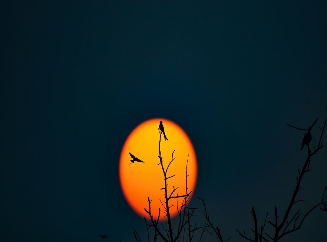 Infoguide for Birds Llblogpet