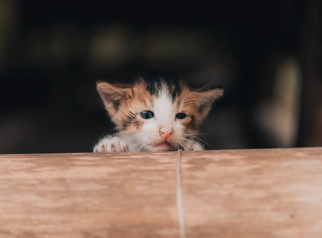 Infoguide for Kittens Llblogpet