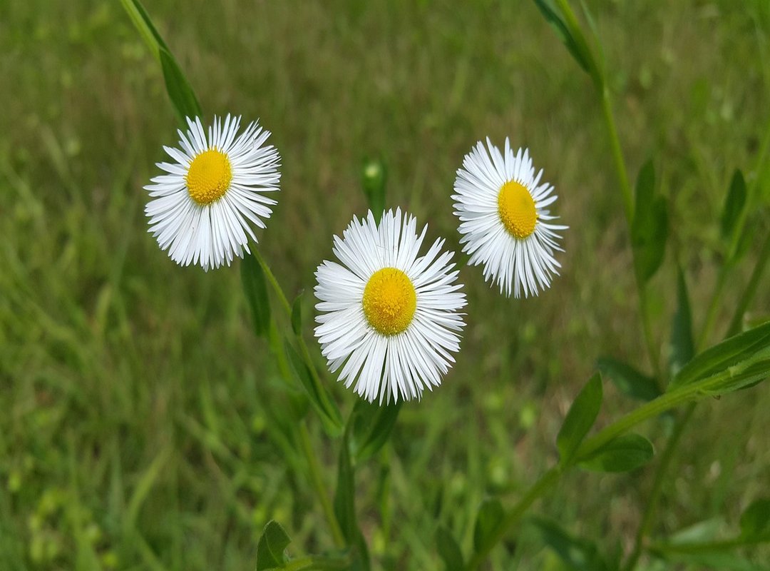 Llblogpet Advice for Dogs by Lovelolablog