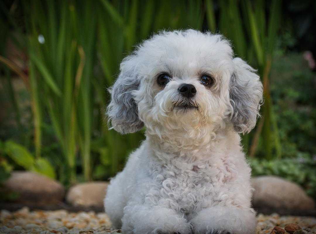 Pet Advice Llblogpet