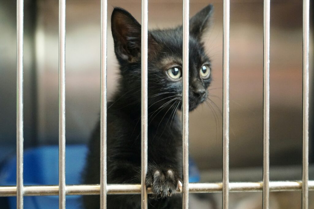 Athletes leading the way for Animal Causes